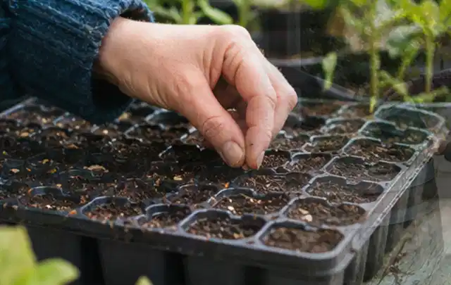 Hand legt einzelne Samen in vorbereitete Anzuchtschalen mit lockerer Erde; Thema Himbeeren, Schwerpunkt Ernte; Umsetzung.