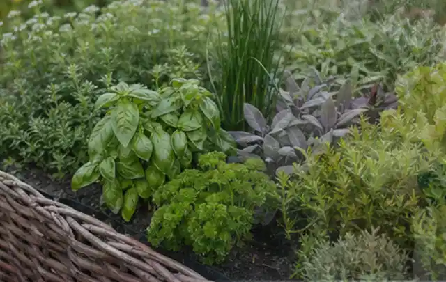 Dichtes Hochbeet mit Basilikum Schnittlauch Petersilie Salbei und weiteren Küchenkräutern; Thema Himbeeren, Schwerpunkt Ernte; Kontrolle.