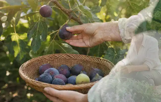 Hand pflückt eine reife Feige über einem flachen Korb mit Früchten; Thema Himbeeren, Schwerpunkt Ernte; Praxisalltag.