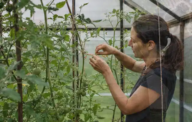 Person bindet junge Tomatentriebe in einem privaten Gewächshaus vorsichtig an; Thema Himbeeren, Schwerpunkt Ernteprobleme; Ergebnis.