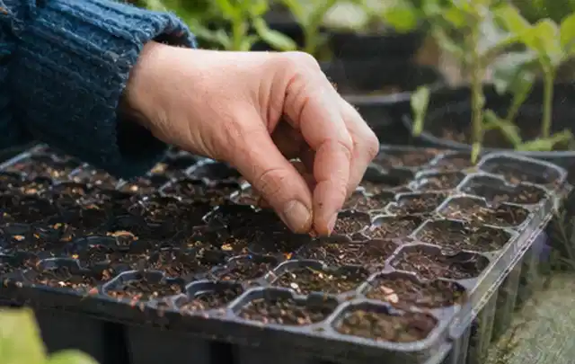 Hand legt einzelne Samen in vorbereitete Anzuchtschalen mit lockerer Erde; Thema Himbeeren, Schwerpunkt Fehlerhilfe; Ergebnis.