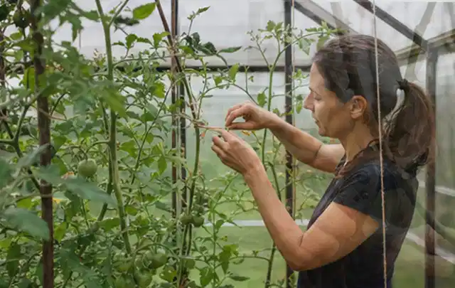 Person bindet junge Tomatentriebe in einem privaten Gewächshaus vorsichtig an; Thema Himbeeren, Schwerpunkt Gesundheit; Ergebnis.
