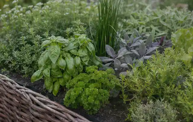 Dichtes Hochbeet mit Basilikum Schnittlauch Petersilie Salbei und weiteren Küchenkräutern; Thema Himbeeren, Schwerpunkt Gesundheit; Praxisalltag.