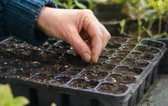 Hand legt einzelne Samen in vorbereitete Anzuchtschalen mit lockerer Erde; Thema Himbeeren, Schwerpunkt Lagerung; Ausgangslage.