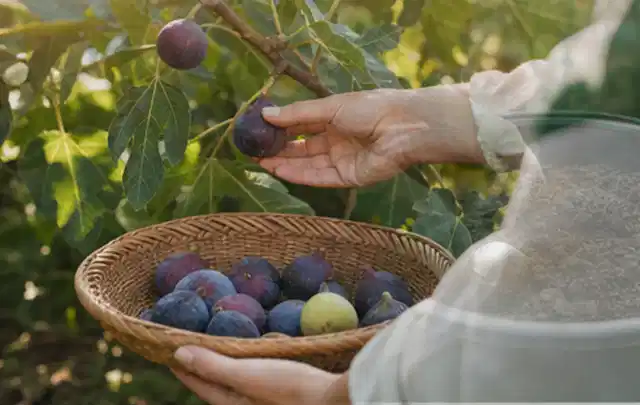 Hand pflückt eine reife Feige über einem flachen Korb mit Früchten; Thema Himbeeren, Schwerpunkt Lagerung; Umsetzung.