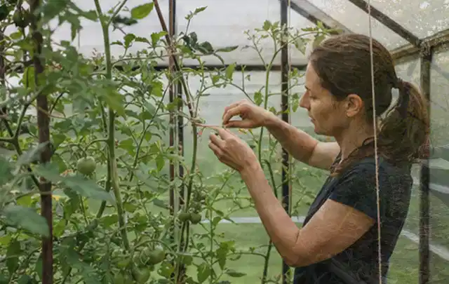 Person bindet junge Tomatentriebe in einem privaten Gewächshaus vorsichtig an; Thema Himbeeren, Schwerpunkt Nährstoffe; Ausgangslage.