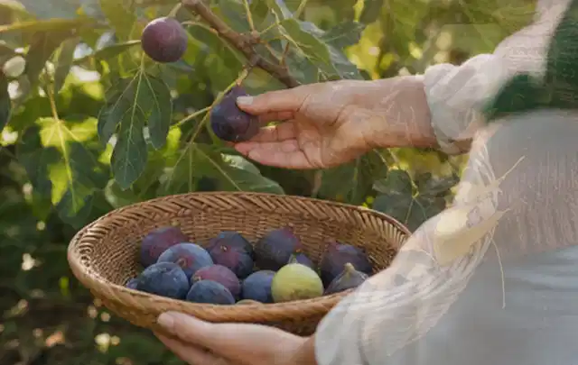 Hand pflückt eine reife Feige über einem flachen Korb mit Früchten; Thema Himbeeren, Schwerpunkt Nährstoffe; Umsetzung.