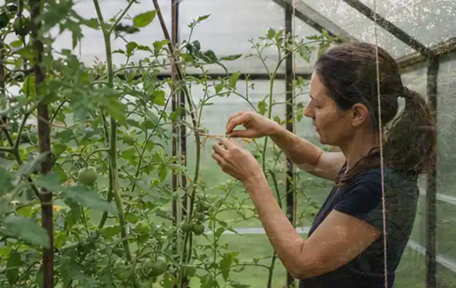 Person bindet junge Tomatentriebe in einem privaten Gewächshaus vorsichtig an; Thema Himbeeren, Schwerpunkt Obst; Ausgangslage.