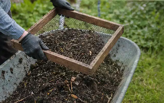Behandschuhte Hände sieben reifen Kompost über einer Gartenschubkarre; Thema Himbeeren, Schwerpunkt Obst; Ergebnis.