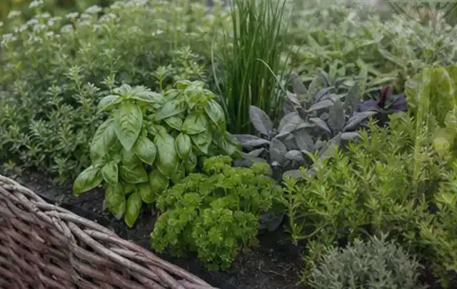 Dichtes Hochbeet mit Basilikum Schnittlauch Petersilie Salbei und weiteren Küchenkräutern; Thema Himbeeren, Schwerpunkt Pflanzenschutz; Ausgangslage.