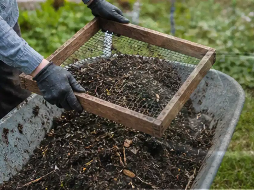 Behandschuhte Hände sieben reifen Kompost über einer Gartenschubkarre; Thema Himbeeren, Schwerpunkt Pflanzung; Titelbild.