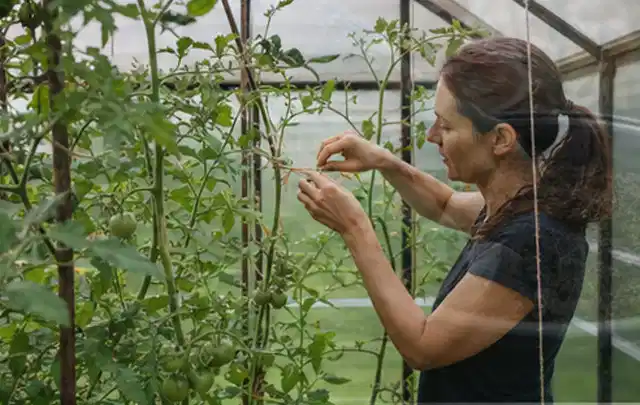 Person bindet junge Tomatentriebe in einem privaten Gewächshaus vorsichtig an; Thema Himbeeren, Schwerpunkt Pflanzung; Ausgangslage.