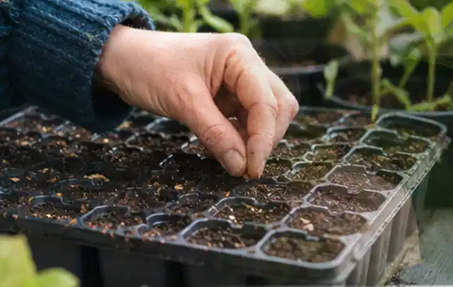 Hand legt einzelne Samen in vorbereitete Anzuchtschalen mit lockerer Erde; Thema Himbeeren, Schwerpunkt Pflanzung; Umsetzung.