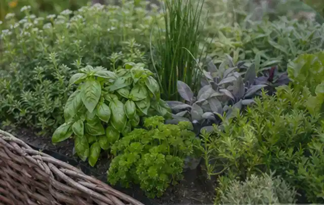 Dichtes Hochbeet mit Basilikum Schnittlauch Petersilie Salbei und weiteren Küchenkräutern; Thema Himbeeren, Schwerpunkt Pflanzung; Kontrolle.