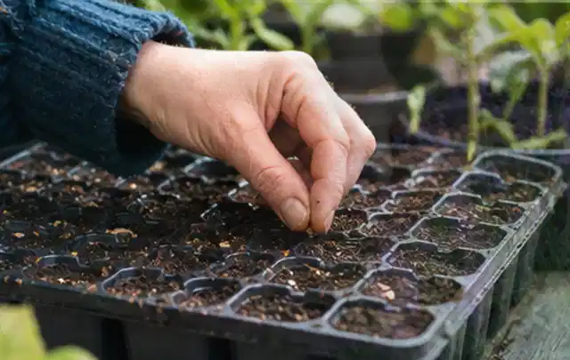 Hand legt einzelne Samen in vorbereitete Anzuchtschalen mit lockerer Erde; Thema Himbeeren, Schwerpunkt Schnitt; Ausgangslage.