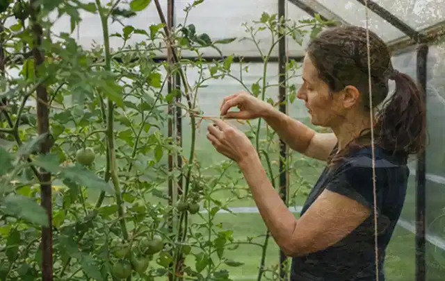 Person bindet junge Tomatentriebe in einem privaten Gewächshaus vorsichtig an; Thema Himbeeren, Schwerpunkt Schnitt; Kontrolle.