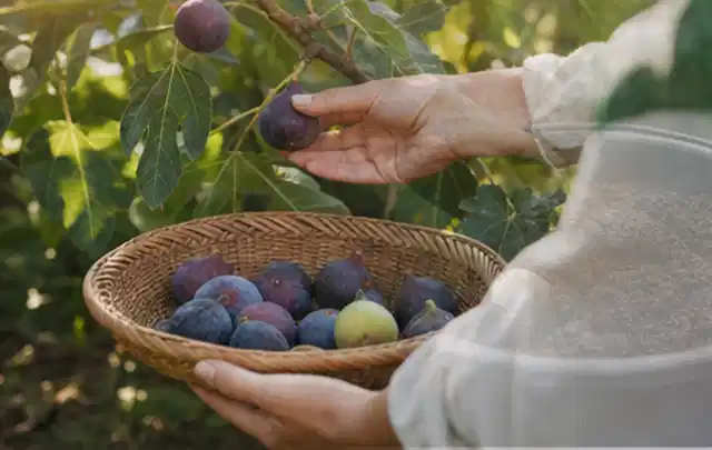 Hand pflückt eine reife Feige über einem flachen Korb mit Früchten; Thema Himbeeren, Schwerpunkt Sortenwahl; Ausgangslage.