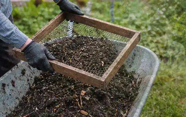 Behandschuhte Hände sieben reifen Kompost über einer Gartenschubkarre; Thema Himbeeren, Schwerpunkt Sortenwahl; Umsetzung.