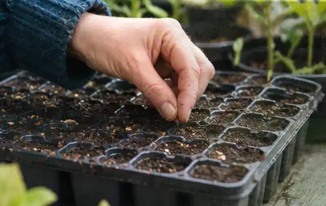 Hand legt einzelne Samen in vorbereitete Anzuchtschalen mit lockerer Erde; Thema Himbeeren, Schwerpunkt Sortenwahl; Ergebnis.