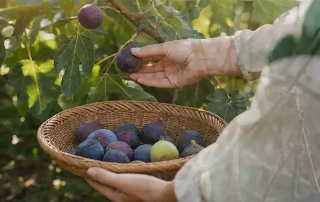 Hand pflückt eine reife Feige über einem flachen Korb mit Früchten; Thema Himbeeren, Schwerpunkt Standort; Umsetzung.