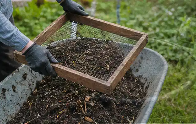 Behandschuhte Hände sieben reifen Kompost über einer Gartenschubkarre; Thema Himbeeren, Schwerpunkt Standort; Kontrolle.