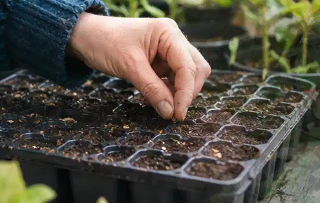 Hand legt einzelne Samen in vorbereitete Anzuchtschalen mit lockerer Erde; Thema Himbeeren, Schwerpunkt Standort; Praxisalltag.