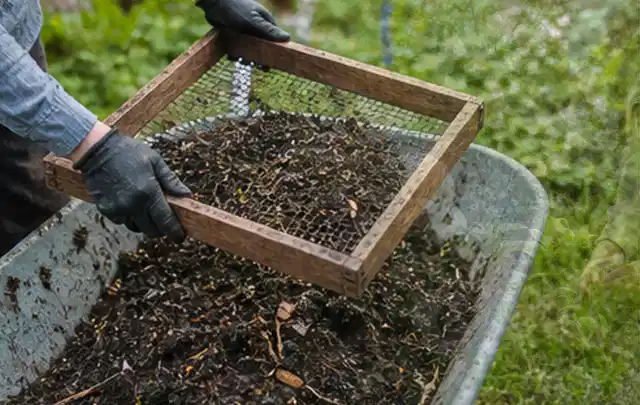 Behandschuhte Hände sieben reifen Kompost über einer Gartenschubkarre; Thema Hochbeet aus Holz, Schwerpunkt Aufbau; Kontrolle.