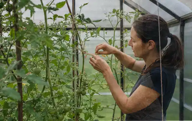 Person bindet junge Tomatentriebe in einem privaten Gewächshaus vorsichtig an; Thema Hochbeet aus Holz, Schwerpunkt Checkliste; Ausgangslage.
