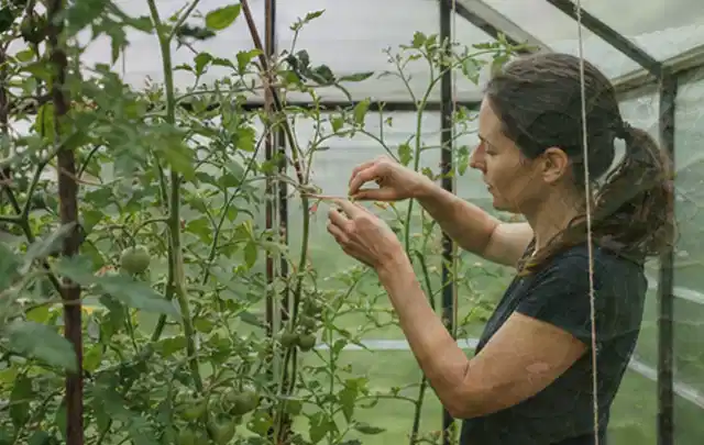 Person bindet junge Tomatentriebe in einem privaten Gewächshaus vorsichtig an; Thema Hochbeet aus Holz, Schwerpunkt Kosten; Kontrolle.
