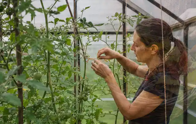 Person bindet junge Tomatentriebe in einem privaten Gewächshaus vorsichtig an; Thema Hochbeet aus Holz, Schwerpunkt Standort; Ausgangslage.