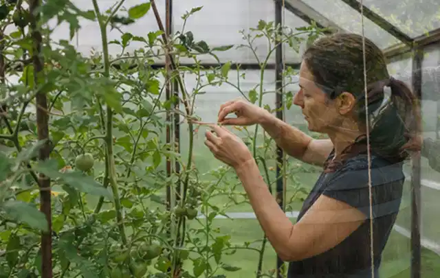 Person bindet junge Tomatentriebe in einem privaten Gewächshaus vorsichtig an; Thema Hochbeet aus Holz, Schwerpunkt Winterschutz; Kontrolle.