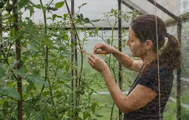 Person bindet junge Tomatentriebe in einem privaten Gewächshaus vorsichtig an; Thema Hochbeet aus Metall, Schwerpunkt Aufbau; Umsetzung.