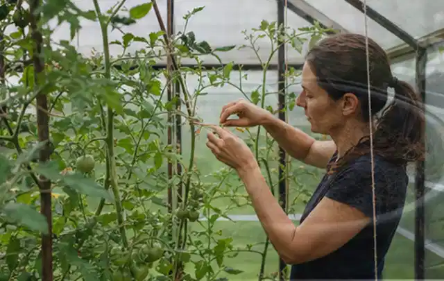 Person bindet junge Tomatentriebe in einem privaten Gewächshaus vorsichtig an; Thema Hochbeet aus Metall, Schwerpunkt Checkliste; Ausgangslage.