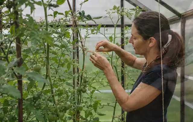 Person bindet junge Tomatentriebe in einem privaten Gewächshaus vorsichtig an; Thema Hochbeet aus Metall, Schwerpunkt Dimensionierung; Ausgangslage.