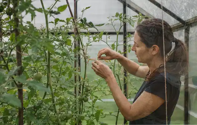 Person bindet junge Tomatentriebe in einem privaten Gewächshaus vorsichtig an; Thema Hochbeet aus Metall, Schwerpunkt DIY; Ergebnis.