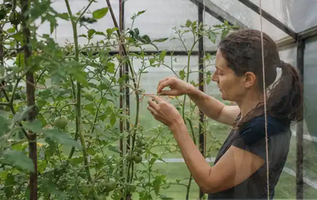 Person bindet junge Tomatentriebe in einem privaten Gewächshaus vorsichtig an; Thema Hochbeet aus Metall, Schwerpunkt Gärten mit kleiner Fläche; Kontrolle.