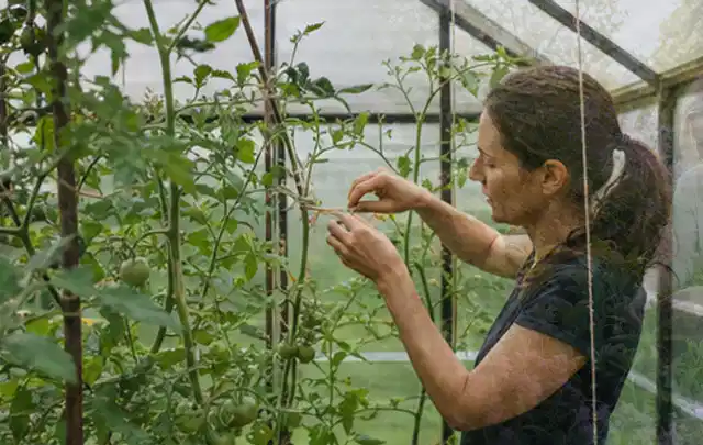 Person bindet junge Tomatentriebe in einem privaten Gewächshaus vorsichtig an; Thema Hochbeet aus Metall, Schwerpunkt Gestaltung; Praxisalltag.