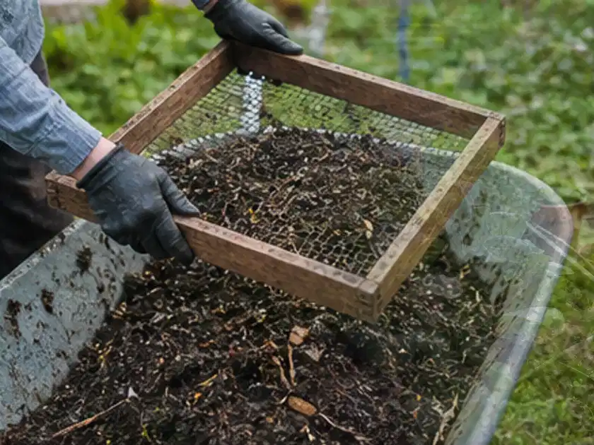 Behandschuhte Hände sieben reifen Kompost über einer Gartenschubkarre; Thema Hochbeet aus Metall, Schwerpunkt Nachhaltigkeit; Titelbild.
