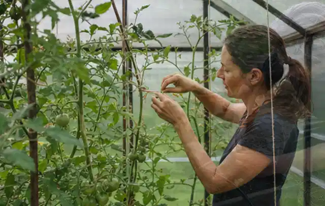 Person bindet junge Tomatentriebe in einem privaten Gewächshaus vorsichtig an; Thema Hochbeet aus Metall, Schwerpunkt Nachhaltigkeit; Ausgangslage.