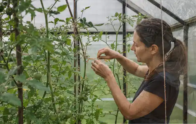 Person bindet junge Tomatentriebe in einem privaten Gewächshaus vorsichtig an; Thema Hochbeet aus Metall, Schwerpunkt Pflege; Umsetzung.