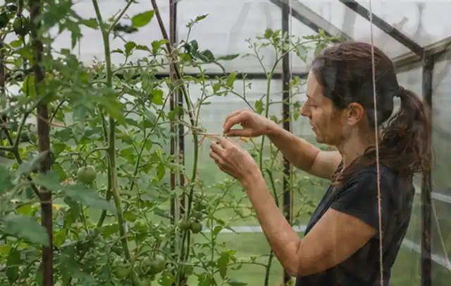 Person bindet junge Tomatentriebe in einem privaten Gewächshaus vorsichtig an; Thema Hochbeet aus Metall, Schwerpunkt Winterschutz; Kontrolle.