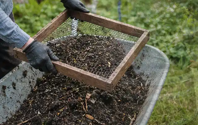 Behandschuhte Hände sieben reifen Kompost über einer Gartenschubkarre; Thema Hochbeet aus Stein, Schwerpunkt Aufbau; Ergebnis.