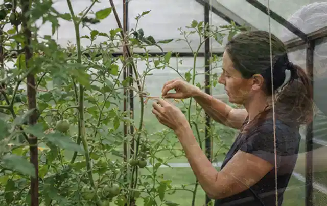 Person bindet junge Tomatentriebe in einem privaten Gewächshaus vorsichtig an; Thema Hochbeet aus Stein, Schwerpunkt Dimensionierung; Umsetzung.