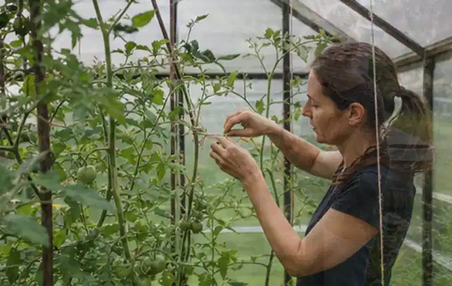 Person bindet junge Tomatentriebe in einem privaten Gewächshaus vorsichtig an; Thema Hochbeet aus Stein, Schwerpunkt DIY; Ausgangslage.