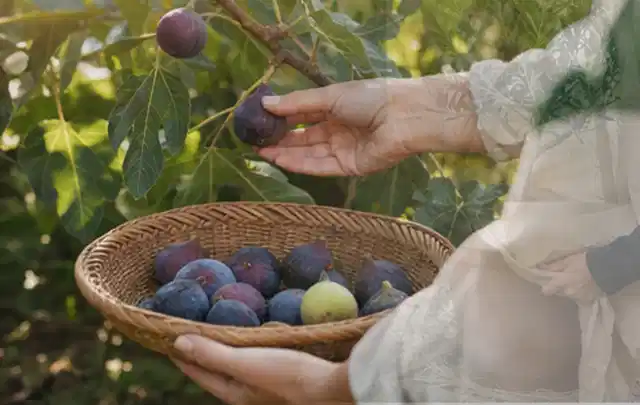 Hand pflückt eine reife Feige über einem flachen Korb mit Früchten; Thema Hochbeet aus Stein, Schwerpunkt DIY; Ergebnis.