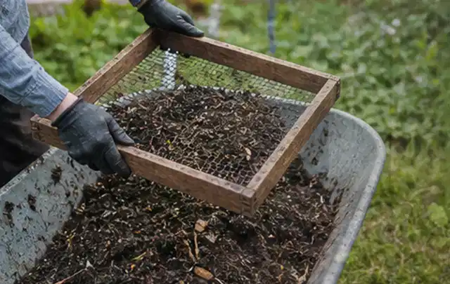Behandschuhte Hände sieben reifen Kompost über einer Gartenschubkarre; Thema Hochbeet aus Stein, Schwerpunkt DIY; Praxisalltag.