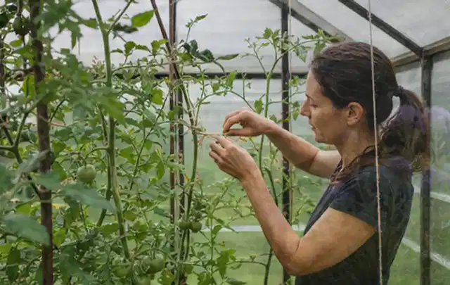 Person bindet junge Tomatentriebe in einem privaten Gewächshaus vorsichtig an; Thema Hochbeet aus Stein, Schwerpunkt Gärten mit kleiner Fläche; Umsetzung.