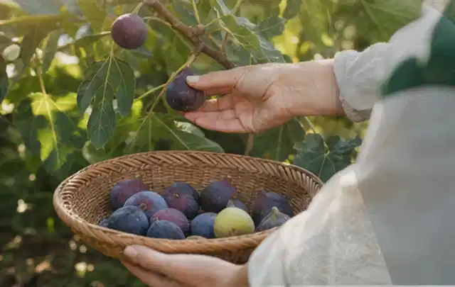 Hand pflückt eine reife Feige über einem flachen Korb mit Früchten; Thema Hochbeet aus Stein, Schwerpunkt Gärten mit kleiner Fläche; Kontrolle.