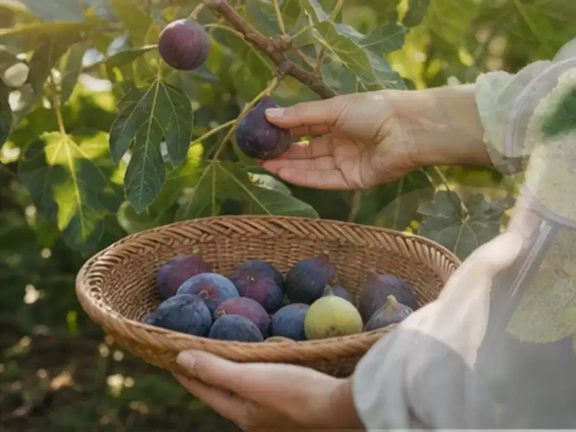 Hand pflückt eine reife Feige über einem flachen Korb mit Früchten; Thema Hochbeet aus Stein, Schwerpunkt Gestaltung; Titelbild.