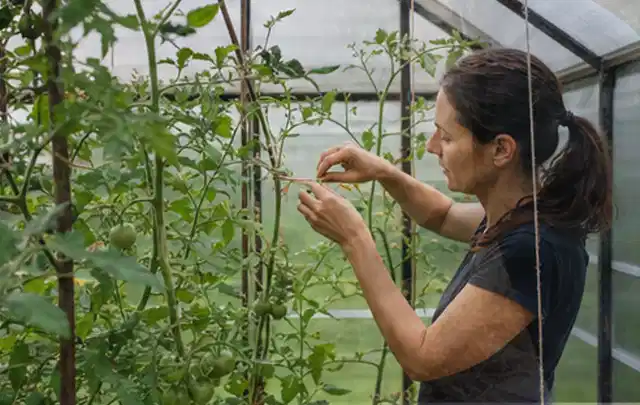 Person bindet junge Tomatentriebe in einem privaten Gewächshaus vorsichtig an; Thema Hochbeet aus Stein, Schwerpunkt Gestaltung; Kontrolle.